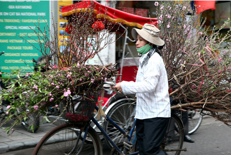 Những cành đào to như thế này giá chỉ 200.000 – 300.000 đồng, rẻ hơn nhiều so với dịp Tết. Ảnh: Tin 247 Những cành đào to như thế này giá chỉ 200.000 – 300.000 đồng, rẻ hơn nhiều so với dịp Tết. Ảnh: Tin 247