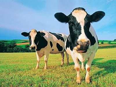 Ông Nguyễn Chí Thanh, Giám đốc chi nhánh tại TP.HCM, công ty sữa Dalatmilk cho biết: Việt Nam hoàn toàn đủ các điều kiện để phát triển thị phần sữa tươi... Ông Nguyễn Chí Thanh, Giám đốc chi nhánh tại TP.HCM, công ty sữa Dalatmilk cho biết: Việt Nam hoàn toàn đủ các điều kiện để phát triển thị phần sữa tươi...