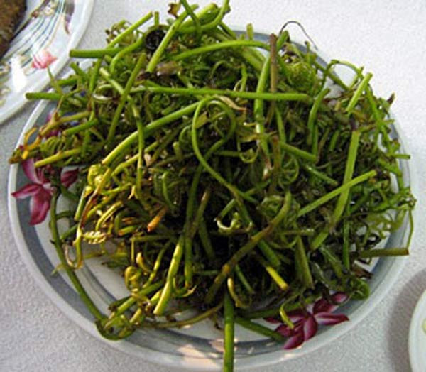 3. Đọt choại đất phèn “Rủ nhau lên đất bảy làng,hái rau choại chột, nhổ bàng về đương. Choại chột thì chấm nước tương. Bàng thì đương nóp người thương tôi nằm” - Đó là bốn câu ca có đề cập tới món ngon dân dã mà người ta gọi là “choại chột”. Choại chột được người Đồng Tháp Mười kêu là “rau chay”, còn dân Hậu Giang có người gọi là “đọt chại”. Thật ra, đúng tên của nó là “đọt choại”. 3. Đọt choại đất phèn “Rủ nhau lên đất bảy làng,hái rau choại chột, nhổ bàng về đương. Choại chột thì chấm nước tương. Bàng thì đương nóp người thương tôi nằm” - Đó là bốn câu ca có đề cập tới món ngon dân dã mà người ta gọi là “choại chột”. Choại chột được người Đồng Tháp Mười kêu là “rau chay”, còn dân Hậu Giang có người gọi là “đọt chại”. Thật ra, đúng tên của nó là “đọt choại”.