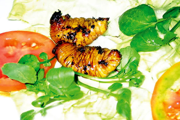 6. Đuông dừa Ngày trước, “đuông dừa” là món ăn dân dã nhưng hiện nay trở nên quý hiếm và đắt tiền. Tương truyền món đặc sản “đuông dừa” nướng lửa than ở Nam Bộ đã được tiến cống cung đình triều Nguyễn, dưới thời Hoàng thái hậu Từ Dũ và Hoàng hậu Nam Phương. Cũng dễ hiểu khi nhiều chuyên gia ẩm thực đã ví ấu trùng “đuông dừa” với “sơn dương trùng” mà Từ Hy Thái Hậu đã thết đãi các sứ thần phương Tây. 6. Đuông dừa Ngày trước, “đuông dừa” là món ăn dân dã nhưng hiện nay trở nên quý hiếm và đắt tiền. Tương truyền món đặc sản “đuông dừa” nướng lửa than ở Nam Bộ đã được tiến cống cung đình triều Nguyễn, dưới thời Hoàng thái hậu Từ Dũ và Hoàng hậu Nam Phương. Cũng dễ hiểu khi nhiều chuyên gia ẩm thực đã ví ấu trùng “đuông dừa” với “sơn dương trùng” mà Từ Hy Thái Hậu đã thết đãi các sứ thần phương Tây.