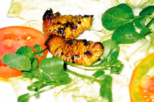 6. Đuông dừa Ngày trước, “đuông dừa” là món ăn dân dã nhưng hiện nay trở nên quý hiếm và đắt tiền. Tương truyền món đặc sản “đuông dừa” nướng lửa than ở Nam Bộ đã được tiến cống cung đình triều Nguyễn, dưới thời Hoàng thái hậu Từ Dũ và Hoàng hậu Nam Phương. Cũng dễ hiểu khi nhiều chuyên gia ẩm thực đã ví ấu trùng “đuông dừa” với “sơn dương trùng” mà Từ Hy Thái Hậu đã thết đãi các sứ thần phương Tây.