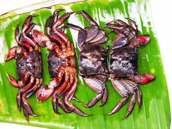 9. Ba khía Ba khía bắt đem về rửa sạch, ngâm trong nước muối nồng độ cao, bỏ vào khạp ít nhất một tuần lễ có thể coi là “Mắm ba khía”. Khi ăn rửa nước sôi, tách yếm, bể càng, xé nhỏ bỏ trong tô trộn ớt tỏi chanh, giấm, đường. Ướp như thế khoảng 15 phút hoặc nửa giờ cho thấm gia vị, ăn với cơm rất ngon nhất là cơm nguội.