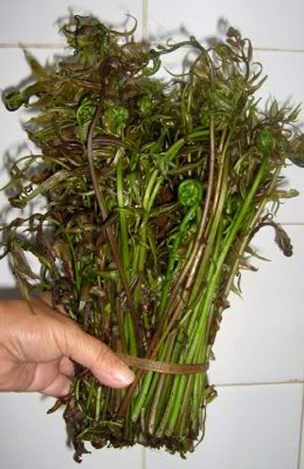 Người Đồng Tháp Mười có món ngon nhớ đời thực hiện khá “bài bản”: đó là cháo nhộng ong nấu độn măng tươi, đọt choại vườn và nấm rơm khiến người sành ăn cứ tấm tắc ngợi khen. Còn dân nhậu thì khoái cái món đọt choại cùng các loại rau khác nhúng vào lẩu cá, lẩu lươn vừa nhâm nhi “mồi bén” vừa nhấm nháp mấy ly rượu nếp rặt thì “hết ý”. Người Đồng Tháp Mười có món ngon nhớ đời thực hiện khá “bài bản”: đó là cháo nhộng ong nấu độn măng tươi, đọt choại vườn và nấm rơm khiến người sành ăn cứ tấm tắc ngợi khen. Còn dân nhậu thì khoái cái món đọt choại cùng các loại rau khác nhúng vào lẩu cá, lẩu lươn vừa nhâm nhi “mồi bén” vừa nhấm nháp mấy ly rượu nếp rặt thì “hết ý”.