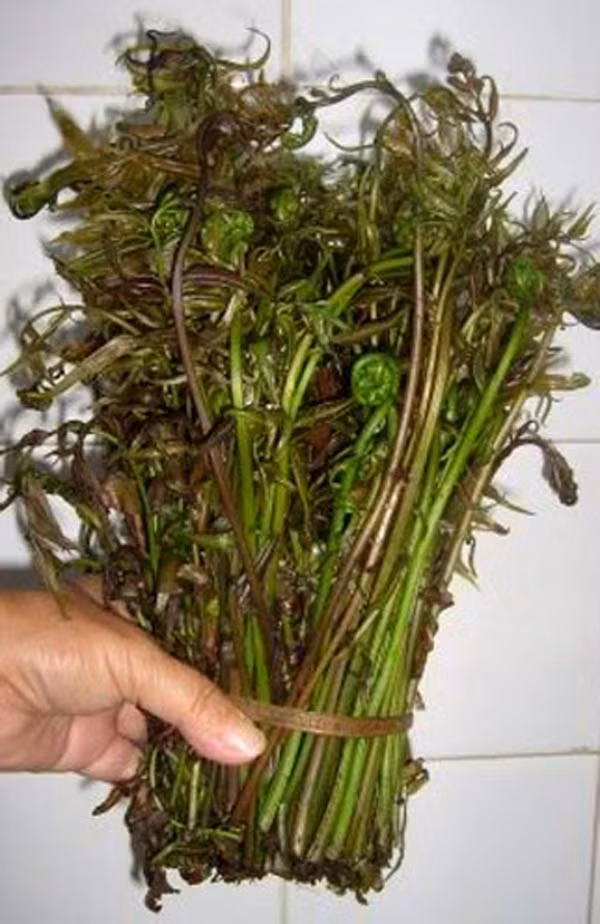 Người Đồng Tháp Mười có món ngon nhớ đời thực hiện khá “bài bản”: đó là cháo nhộng ong nấu độn măng tươi, đọt choại vườn và nấm rơm khiến người sành ăn cứ tấm tắc ngợi khen. Còn dân nhậu thì khoái cái món đọt choại cùng các loại rau khác nhúng vào lẩu cá, lẩu lươn vừa nhâm nhi “mồi bén” vừa nhấm nháp mấy ly rượu nếp rặt thì “hết ý”.