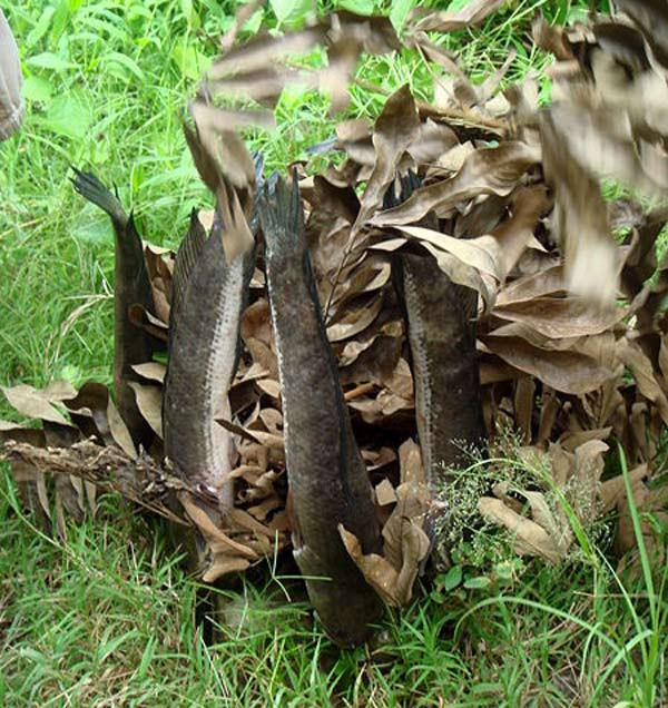 8. Cá lóc nướng trui Cá lóc rửa sạch, lựa con chừng 1 kg là vừa, thịt cá vừa ngọt, thơm, lại dễ nướng. Xiên một thanh trúc hoặc thanh tre tươi vót sẵn từ miệng cá cho đến đuôi. Sau đó cắm những thanh tre đã xiên cá xuống đất và phủ rơm khô lên, người nướng cá “có nghề” phải lượng sao cho rơm vừa đủ để khi rơm vửa tàn thì cá cũng vừa chín. Rơm dư thì cá khét hoặc chín quá, mất ngọt; rơm thiếu thì cá lại nhão, tanh… 8. Cá lóc nướng trui Cá lóc rửa sạch, lựa con chừng 1 kg là vừa, thịt cá vừa ngọt, thơm, lại dễ nướng. Xiên một thanh trúc hoặc thanh tre tươi vót sẵn từ miệng cá cho đến đuôi. Sau đó cắm những thanh tre đã xiên cá xuống đất và phủ rơm khô lên, người nướng cá “có nghề” phải lượng sao cho rơm vừa đủ để khi rơm vửa tàn thì cá cũng vừa chín. Rơm dư thì cá khét hoặc chín quá, mất ngọt; rơm thiếu thì cá lại nhão, tanh…