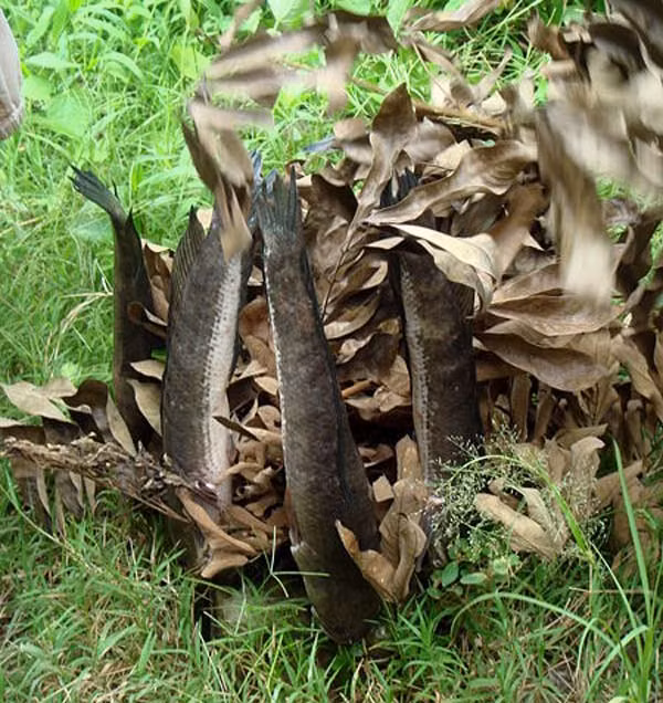 8. Cá lóc nướng trui Cá lóc rửa sạch, lựa con chừng 1 kg là vừa, thịt cá vừa ngọt, thơm, lại dễ nướng. Xiên một thanh trúc hoặc thanh tre tươi vót sẵn từ miệng cá cho đến đuôi. Sau đó cắm những thanh tre đã xiên cá xuống đất và phủ rơm khô lên, người nướng cá “có nghề” phải lượng sao cho rơm vừa đủ để khi rơm vửa tàn thì cá cũng vừa chín. Rơm dư thì cá khét hoặc chín quá, mất ngọt; rơm thiếu thì cá lại nhão, tanh…