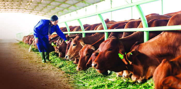Chăn nuôi bò thịt đóng góp đến 40,7% doanh thu thuần và 40% lợi nhuận cho Tập đoàn Hoàng Anh Gia Lai. Chăn nuôi bò thịt đóng góp đến 40,7% doanh thu thuần và 40% lợi nhuận cho Tập đoàn Hoàng Anh Gia Lai.