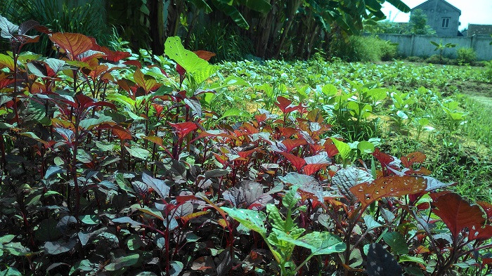 Có ai biết, lo ăn bán trú cho học sinh nông thôn như thế nào không? (Kỳ 3) ảnh 2 Có ai biết, lo ăn bán trú cho học sinh nông thôn như thế nào không? (Kỳ 3) ảnh 2