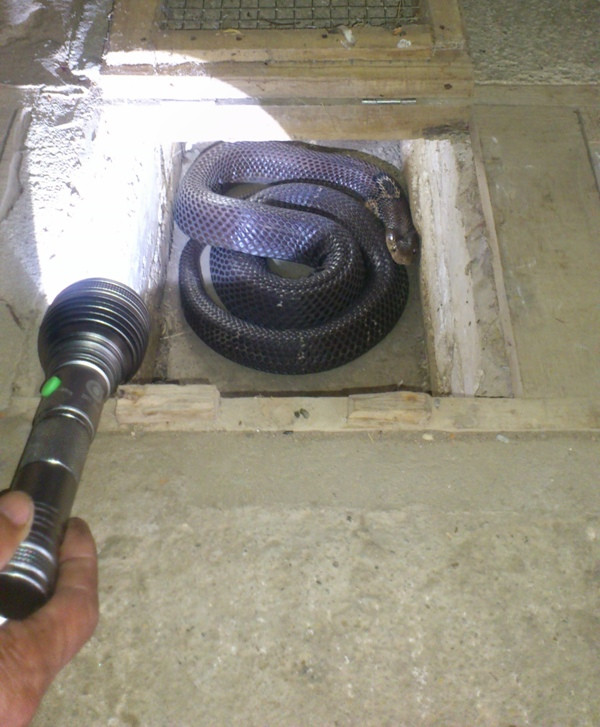 Rắn hổ mang là một loài động vật hoang dã quý, một loại thức ăn bổ, dược liệu quý. Tuy nhiên, nọc của rắn hổ mang là một loại kịch độc. Điều đó khiến cho nghề nuôi rắn hổ mang được đánh giá là một trong những nghề mới, nhanh giàu nhưng không hề ít mạo hiểm đối với người nông dân.