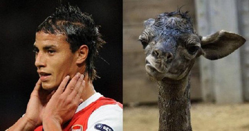 Chamakh và chú hươu cao cổ có kiểu tóc khá giống nhau. Chamakh và chú hươu cao cổ có kiểu tóc khá giống nhau.