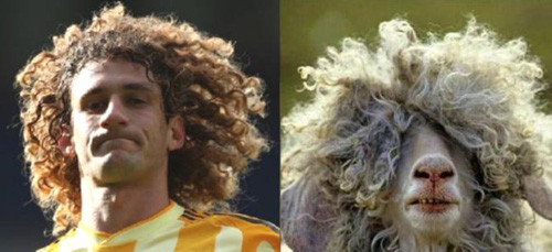 Hậu vệ Fabricio Coloccini của Newcastle giống chú cừu này chưa? Hậu vệ Fabricio Coloccini của Newcastle giống chú cừu này chưa?