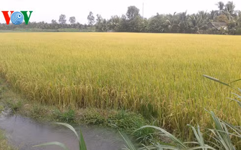 Giải pháp hữu hiệu cứu lúa khỏi hạn, mặn ở Đồng bằng sông Cửu Long ảnh 2