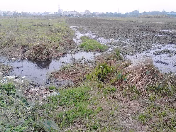 Cánh đồng có thể cấy hai vụ lúa giờ bỏ hoang ở Gia Lâm – Hà Nội (Ảnh: Xuân Dương)