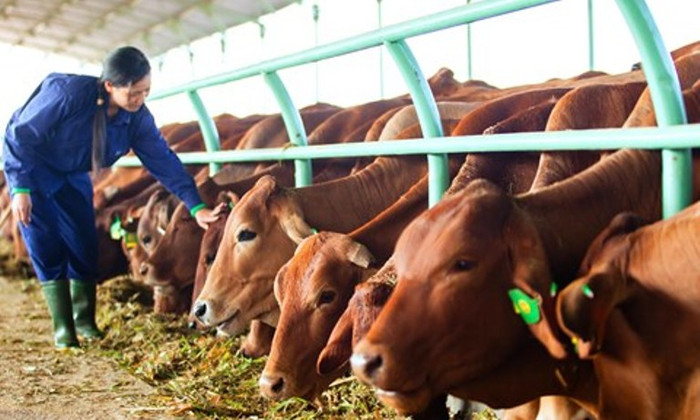 Một trang trại nuôi bò của HAGL Một trang trại nuôi bò của HAGL