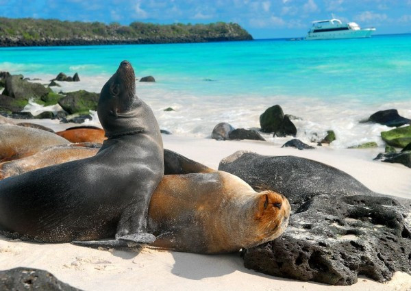 3. Quần đảo Galapagos (Ecuador) Nhiều khách du lịch khẳng định rằng hòn đảo cách 600 dặm ngoài khơi Nam Mỹ này là một trong những chuyến đi mơ ước cuối cùng mà họ muốn đến. Quần đảo Galapagos được khách du lịch biết đến với vẻ đẹp siêu nhiên và một hệ động vật kỳ dị với các loài động vật quý hiếm. Ở đây, bãi biển tốt nhất là bãi biển trên đảo Santa Fe với những chú sư tử biển bắt cá nhanh như tia chớp. Nơi nghỉ dưỡng: Cách lý tưởng để ngắm quần đảo này là đi trên một con tàu, chẳng hạn như Celebrity Xpedition có sức chứa 90 hành khách với 10 đêm lênh đênh trên biển. 3. Quần đảo Galapagos (Ecuador) Nhiều khách du lịch khẳng định rằng hòn đảo cách 600 dặm ngoài khơi Nam Mỹ này là một trong những chuyến đi mơ ước cuối cùng mà họ muốn đến. Quần đảo Galapagos được khách du lịch biết đến với vẻ đẹp siêu nhiên và một hệ động vật kỳ dị với các loài động vật quý hiếm. Ở đây, bãi biển tốt nhất là bãi biển trên đảo Santa Fe với những chú sư tử biển bắt cá nhanh như tia chớp. Nơi nghỉ dưỡng: Cách lý tưởng để ngắm quần đảo này là đi trên một con tàu, chẳng hạn như Celebrity Xpedition có sức chứa 90 hành khách với 10 đêm lênh đênh trên biển.