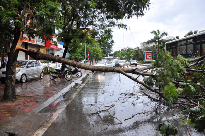 Cây xanh đổ chắn 2/3 lòng đường Cây xanh đổ chắn 2/3 lòng đường