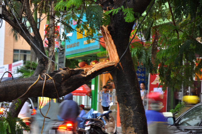 Cây bị bẻ giữ thân Cây bị bẻ giữ thân