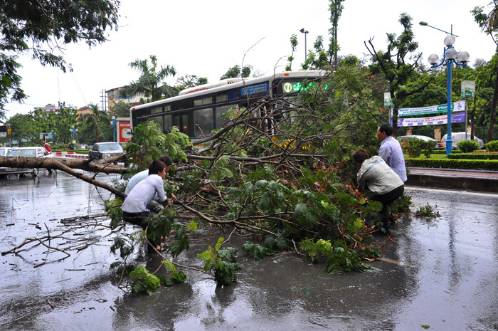 Tài xế và người đi xe đã xuống kéo gọn cây xanh vào để lấy nối đi Tài xế và người đi xe đã xuống kéo gọn cây xanh vào để lấy nối đi