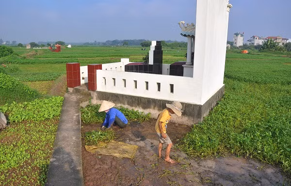 Người dân nơi đây trồng rau trên các phần đất của mộ để tránh lãng phí và giảm được sâu bọ, chuật… ẩn náu trên vùng đất đó.