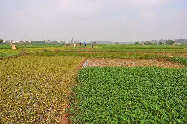 Nơi đây được coi là vùng cung cấp rau sạch cho Hà Nội trong nhiều năm qua.