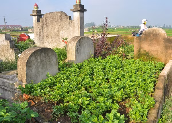 Rau mùng tơi được trồng nhiều trên các lăng mộ