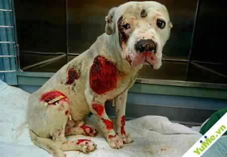 Hình ảnh xúc động về chú chó này đã nhận được 25.257 lượt like, 698 lượt chia sẻ và 5.747 lượt bình luận.