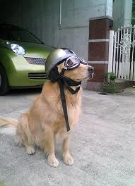 chó cũng cần được bảo hiểm chó cũng cần được bảo hiểm