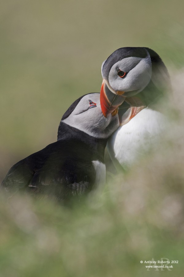 1. Chim hải âu rụt cổ có tên khoa học là Fratercula arctica. Đây là một trong những loại chim biển ở Đại Tây Dương có nhiều đặc điểm lạ lùng, loại chim này chủ yếu chỉ sống ở biển (ngoại trừ mùa sinh sản) và có cách thích nghi tuyệt vời với cuộc sống ở đó.