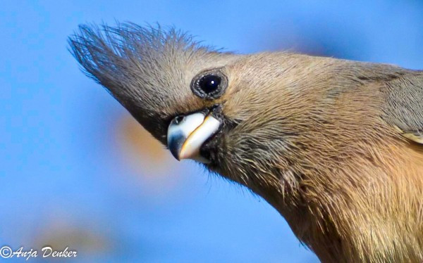 2. Loài chim chuột (Mouse Birds) sống tập trung ở vùng trung tâm thuộc miền Nam Châu Phi.Chúng là loài chuyên ăn trái cây và tắm nắng để tiêu hóa thức ăn trong ruột.