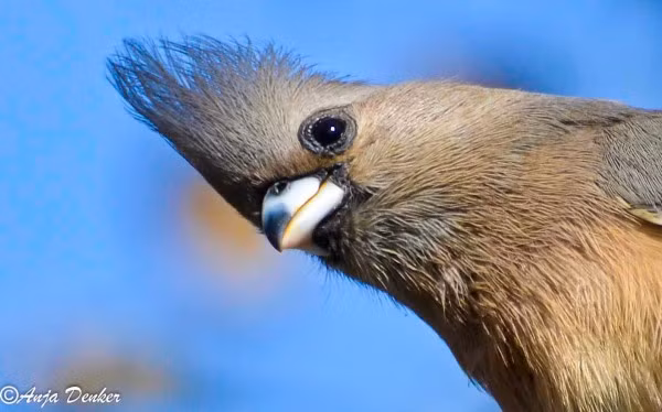 2. Loài chim chuột (Mouse Birds) sống tập trung ở vùng trung tâm thuộc miền Nam Châu Phi.Chúng là loài chuyên ăn trái cây và tắm nắng để tiêu hóa thức ăn trong ruột.