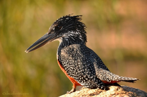 11. Loài bói cá khổng lồ này có thể được tìm thấy ngoài xa vùng đầm lầy, sông hồ,suối thuộc châu Phi , gần sa mạc Sahara.