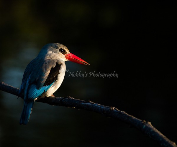 6. Loài chim bói cá màu sắc rực rỡ này thường được tìm thấy ở những khu vực rừng rậm ở Châu Phi và tiếng hót của chúng là nguồn cảm hứng cho thi ca mùa hạ.