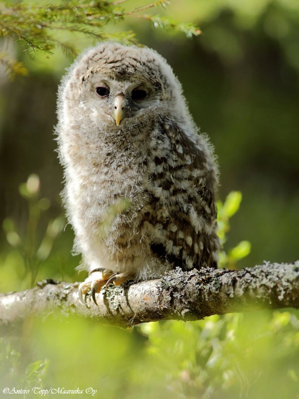 13. Cú Ural phân bố rộng rãi ở châu Âu và châu Á, từ Nhật Bản, Hàn Quốc đến Scandinavia.