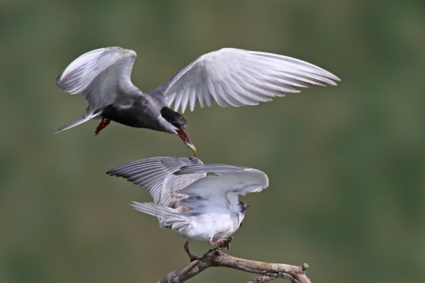 10. Chim nhạn biển có nguồn gốc từ nội địa vùng đồng bằng và đầm lầy phía Nam châu Phi.