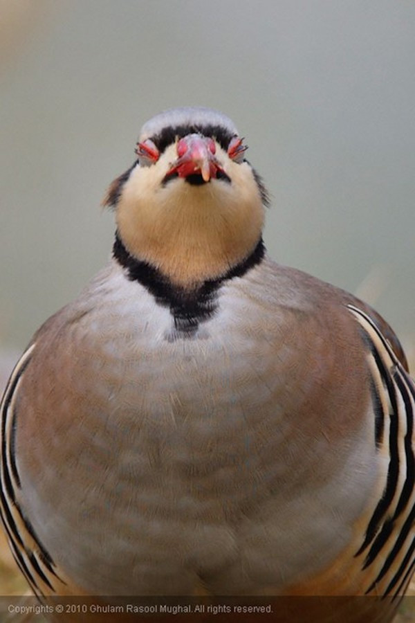 12. Loài gà gô Nam Á này đến từ Pakistan. Do hành vi thích gây gổ trong suốt mùa sinh sản nên chúng được loài chim hiếu chiến.