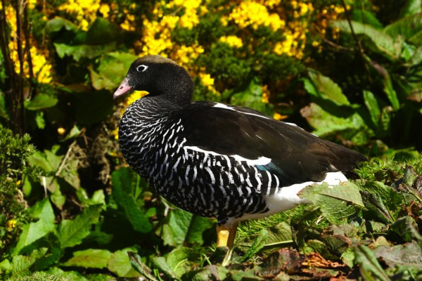8. Ngỗng Tảo bẹ được tìm thấy tại Patagonia, Tierra del Fuego và quần đảo Falkland.