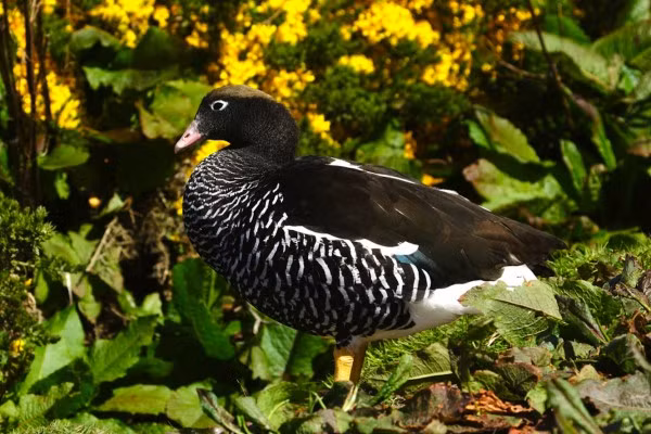 8. Ngỗng Tảo bẹ được tìm thấy tại Patagonia, Tierra del Fuego và quần đảo Falkland.