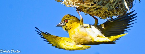 5. Hình ảnh đẹp về chú chim sẻ Rồng Rộc Đầu Vàng đang treo mình trên chiếc tổ. Rồng Rộc Đầu Vàng hay Rồng Rộc Ngực Vàng Baya Weaver (Ploceus philippinus) là một chim thợ dệt (weaverbird) nó được tìm thấy trên khắp Nam và Đông Nam Á. chim được tìm thấy trong các đồng cỏ, vùng trồng, cây bụi , chúng được biết đến với hình tổ treo của nó dệt từ lá. Những khu vực của tổ thường được tìm thấy trên cây gai , sậy hoặc lá cọ và các tổ thường được xây dựng gần nước hoặc treo trên mặt nước mà kẻ thù không thể đạt được dễ dàng. Chúng được phổ biến rộng rãi và phổ biến trong phạm vi của nó, nhưng có xu hướng chuyển động theo mùa chủ yếu là để đáp ứng với thời tiết mưa và thực phẩm sẵn có.