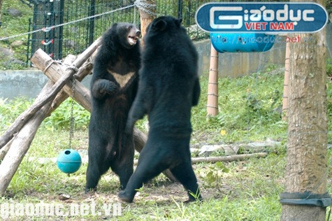 Hai cá thể gấu đang được nuôi dưỡng tại Trạm cứu hộ ĐVHD Hòn Me Hai cá thể gấu đang được nuôi dưỡng tại Trạm cứu hộ ĐVHD Hòn Me