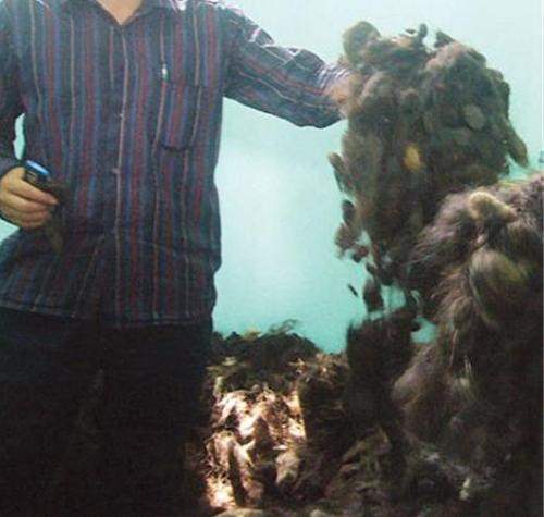 Ảnh minh họa từ internet