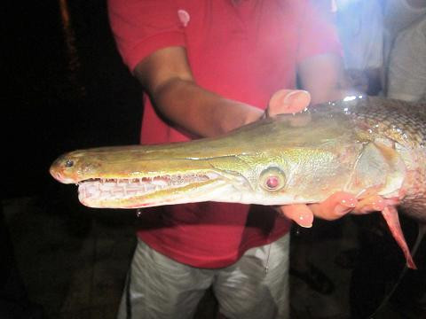 Đầu con cá lạ giống hệt đầu cá sấu Xon xao ca la dau giong het ca sau