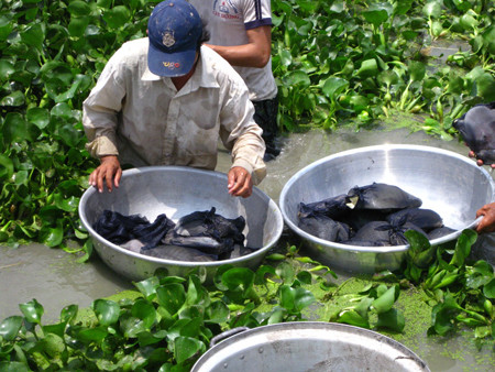 Vụ kiện đang được nhiều nông dân nuôi ba ba quan tâm. Hom nay xu vu Chu tich tinh bi kien vi ba ba