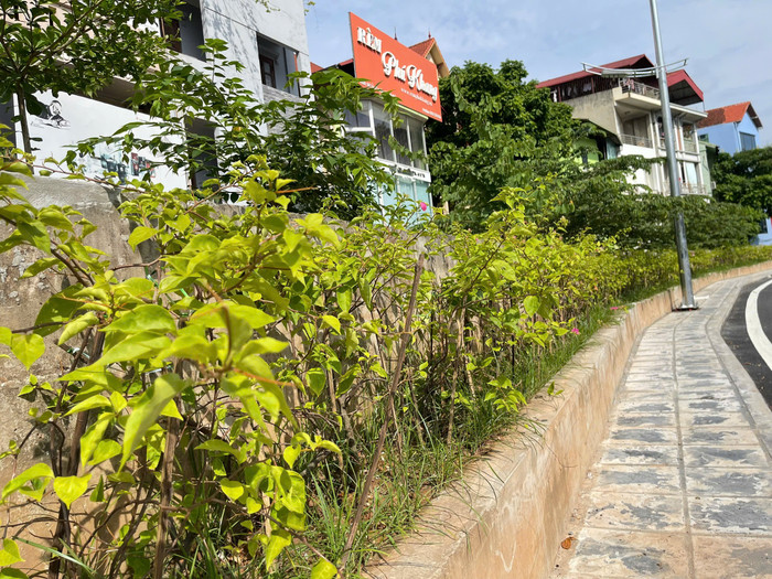 Đa phần cây được trồng là hoa giấy. GDVN_12.jpg