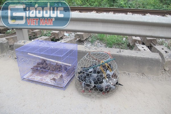 Nhiều người dân địa phương đã mang chim đi phóng sinh. Nhiều người dân địa phương đã mang chim đi phóng sinh.