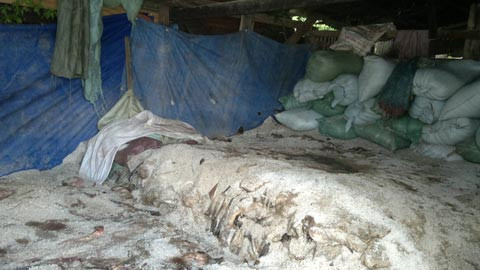 Phat hien 2 tan da bo boc mui hoi thoi