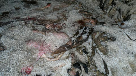 Phat hien 2 tan da bo boc mui hoi thoi