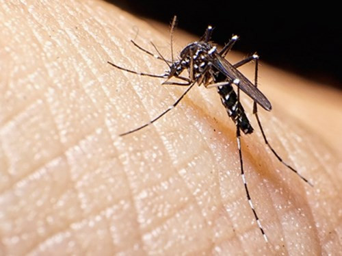 Sốt xuất huyết khiến ba người chết ở Hà Nội (ảnh minh họa). Sốt xuất huyết khiến ba người chết ở Hà Nội (ảnh minh họa).