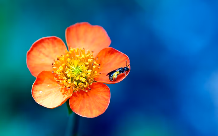 Ảnh macro hoa, chụp bởi Canon EOS 5D Mark II. Ảnh macro hoa, chụp bởi Canon EOS 5D Mark II.