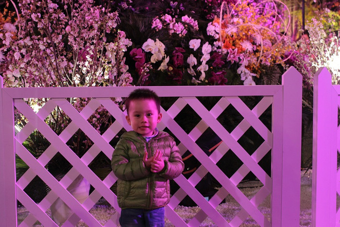 Du khách chụp ảnh tại lễ hội hoa anh đào