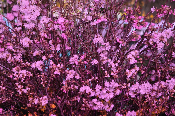 Hoa anh đào Nhật Bản